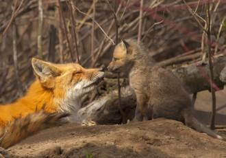 Картинка животные лисы материнство детёныш лисёнок