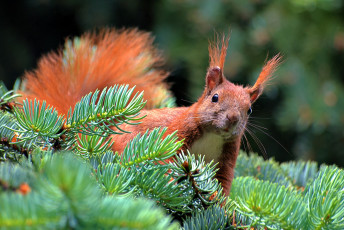 Картинка животные белки рыжая елка зверек кисточки