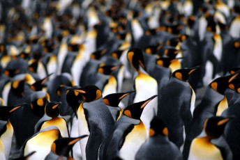 Картинка животные пингвины головы
