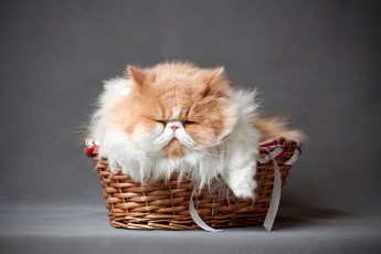 Картинка животные коты корзинка перс