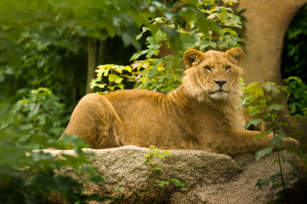 Картинка животные львы лев дикая кошка молодой листва деревья камень хищник