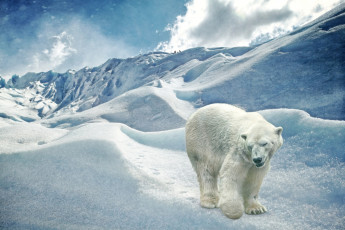Картинка животные медведи снега белый