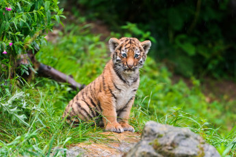 Картинка животные тигры малыш милый