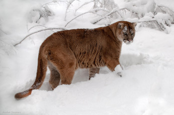 Картинка животные пумы зима снег кугуар горный лев