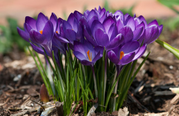 Картинка цветы крокусы фиолетовый весна