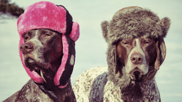 Картинка животные собаки шапки ушанки