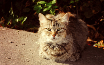 Картинка животные коты кошка