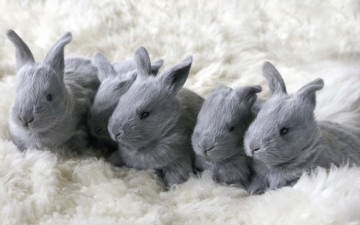 Картинка животные кролики зайцы малыши