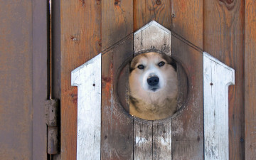 Картинка животные собаки взгляд забор собака