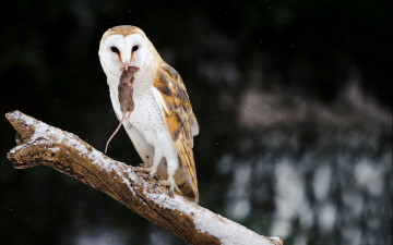 Картинка животные совы сова снег мышка природа охота
