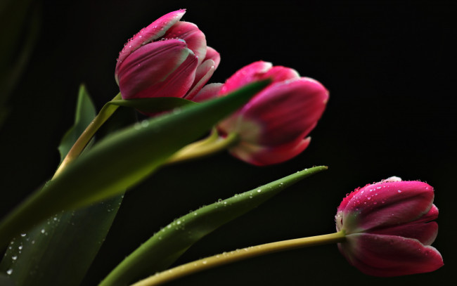 Обои картинки фото цветы, тюльпаны, фон