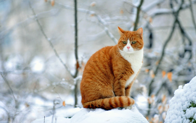Обои картинки фото животные, коты, кошка, рыжая, зима