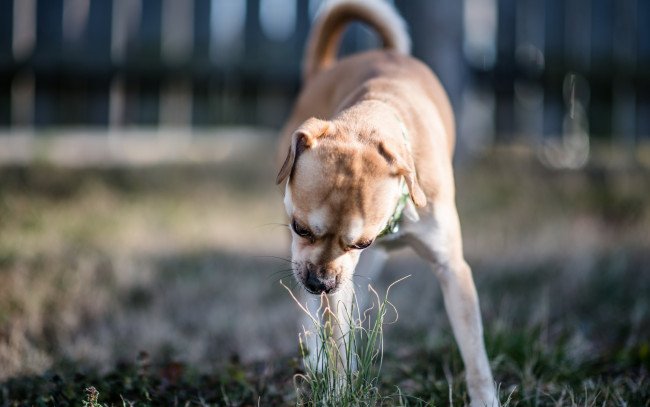 Обои картинки фото животные, собаки, двор, трава, собака