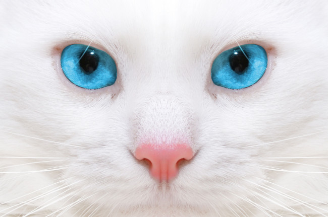 Обои картинки фото животные, коты, нос, мордочка, глаза