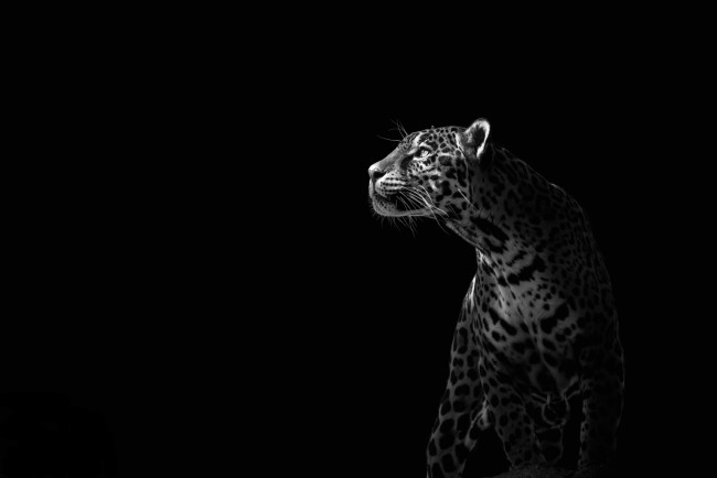 Обои картинки фото животные, Ягуары, профиль