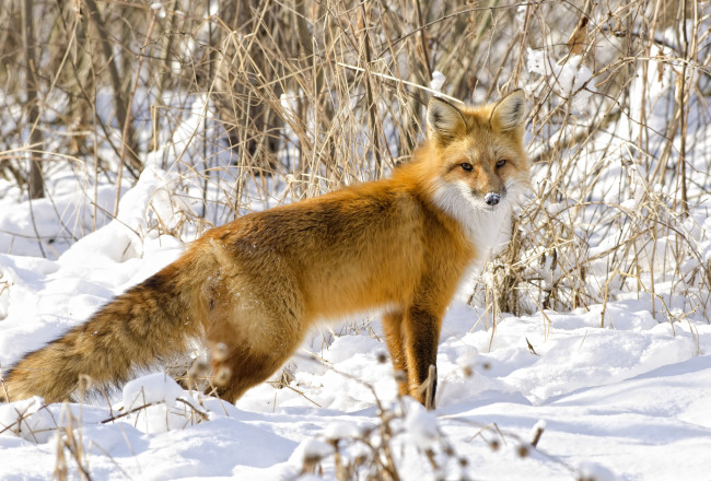 Обои картинки фото животные, лисы, рыжая, снег, красавица