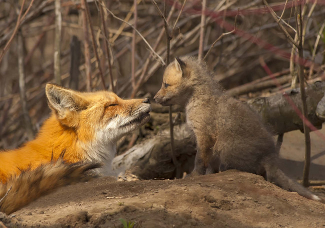 Обои картинки фото животные, лисы, материнство, детёныш, лисёнок