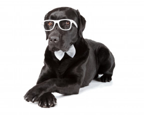 Картинка лабрадор+ретривер животные собаки черный очки ретривер лабрадор