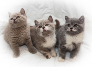 Картинка животные коты троица малыши трио котята