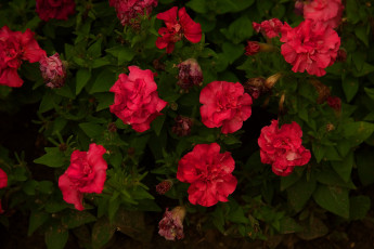Картинка цветы петунии +калибрахоа красные куст