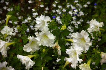 Картинка цветы петунии +калибрахоа куст белые