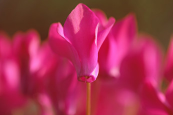 Картинка цветы розовый макро