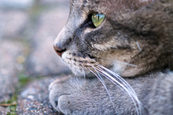 Картинка животные коты фон ушки взгляд кошка кот коте киса
