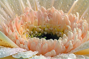 Картинка цветы герберы кремовый вода капли лепестки цветок макро