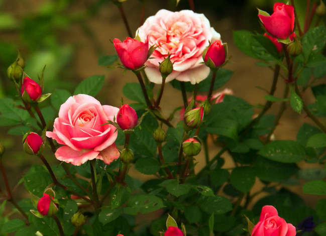 Обои картинки фото цветы, розы, куст, розовые, бутоны