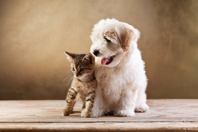 Обои картинки фото животные, разные вместе, котенок, кот, щенок, собака