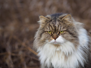 Картинка животные коты сердитый кот пушистый взгляд