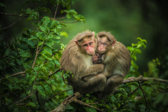 Картинка животные обезьяны ветки детёныш троица мартышки семейка