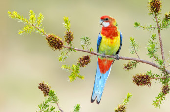 Картинка животные попугаи яркий ветка попугай птица