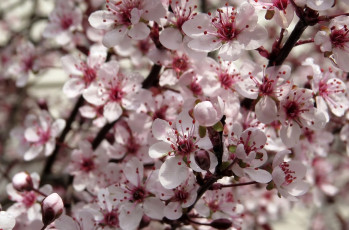 Картинка цветы цветущие+деревья+ +кустарники лотос лепестки розовый