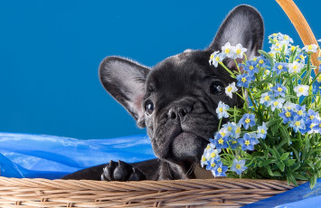 Картинка животные собаки бульдог французский пёсик щенок корзина незабудки