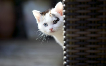 Картинка животные коты котенок голова любопатство угол корзина