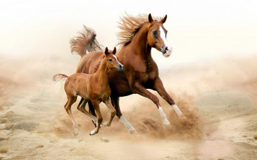 Картинка животные лошади гнедые мать жеребенок кобыла пыль