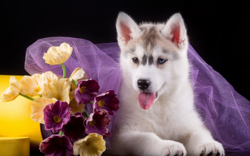 Картинка животные собаки ткань щенок цветы хаски