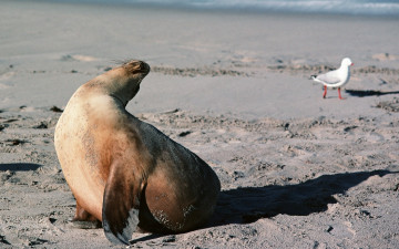 Картинка животные тюлени +морские+львы +морские+котики тюлень берег тень чайка