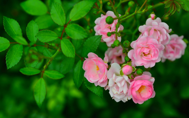 Обои картинки фото цветы, розы, шиповник, листья, ветка, бутончики, роза