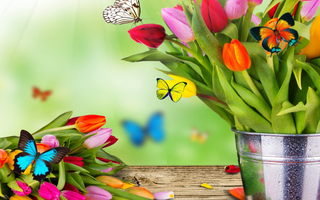 Обои картинки фото цветы, тюльпаны, бабочки, фон