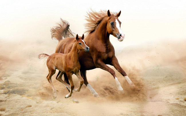 Обои картинки фото животные, лошади, гнедые, мать, жеребенок, кобыла, пыль