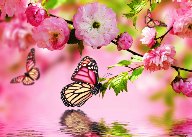 Обои картинки фото животные, бабочки,  мотыльки,  моли, сакура, весна, ветка, вода, цветение