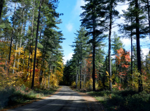 Картинка природа дороги деревья дорога проселочная лес