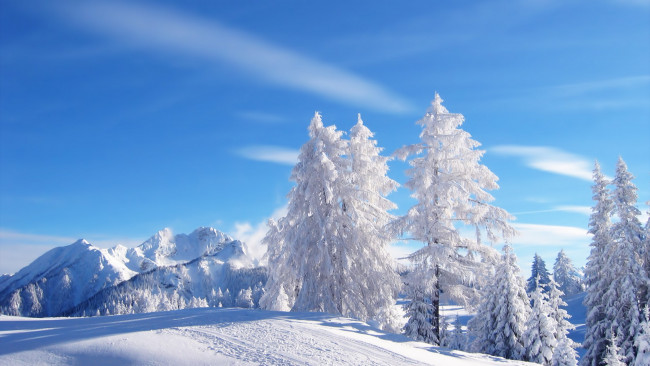 Обои картинки фото природа, зима, лес, снег, иней, деревья, пейзаж