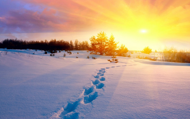 Обои картинки фото природа, зима, закат, снег, деревья, солнце, следы, иней, пейзаж