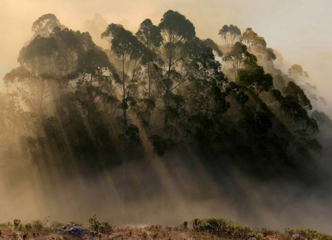 Обои картинки фото природа, деревья, утро, туман, лучи