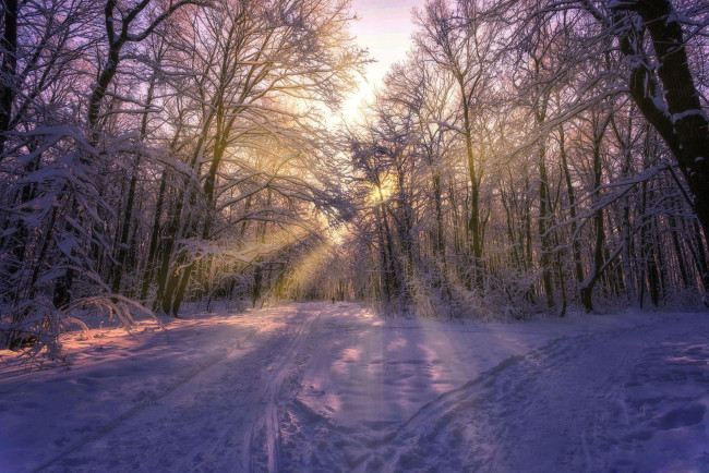 Обои картинки фото природа, дороги, солнце, зима, снег, лучи, aleksei, malygin, фото, деревья