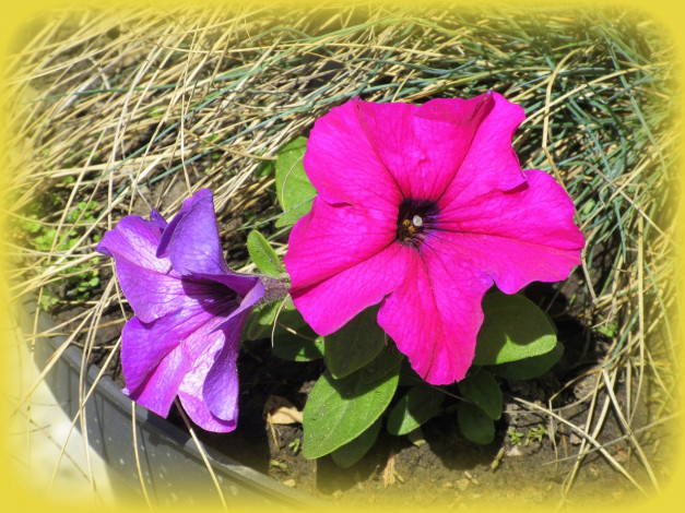 Обои картинки фото цветы, петунии,  калибрахоа, весна, 2018, апрель