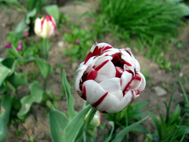 Обои картинки фото цветы, тюльпаны, пестрый, тюльпан, бутон